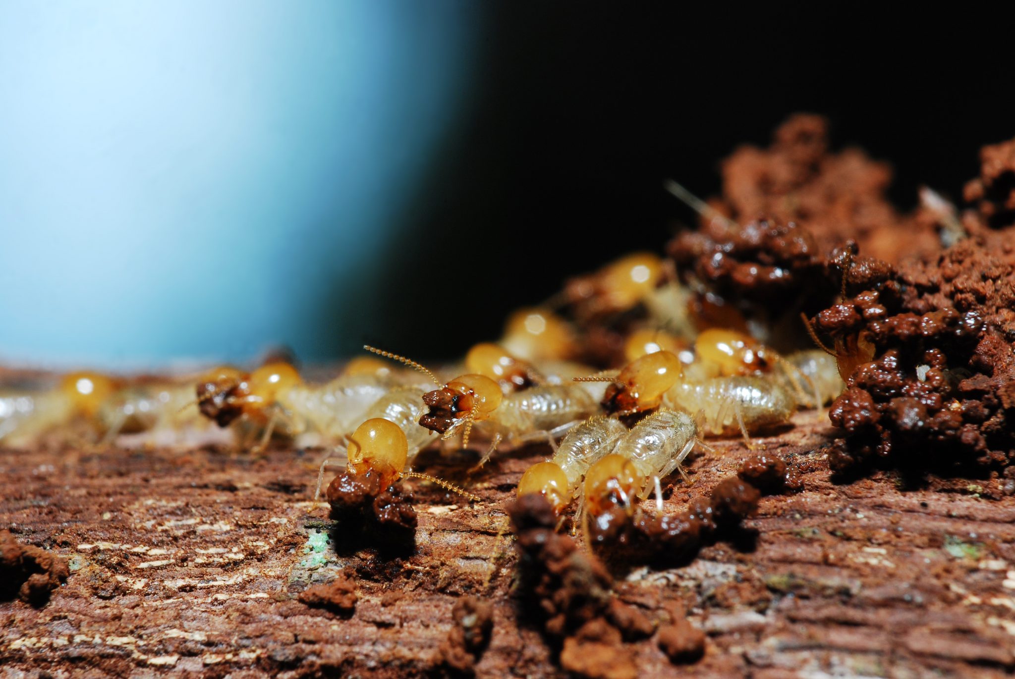 Termites - Fogle Termite and Pest Control