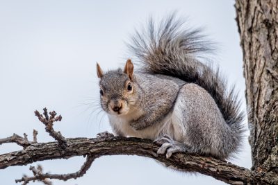 Gray squirrel sitting on a branch